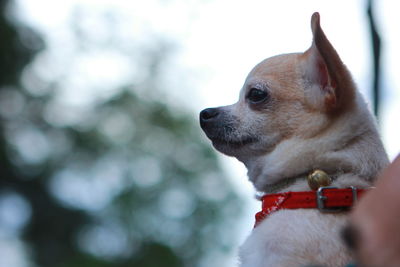 Close-up of a dog looking away