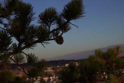 Scenic view of trees against sky