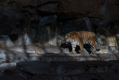 View of elephant in cave