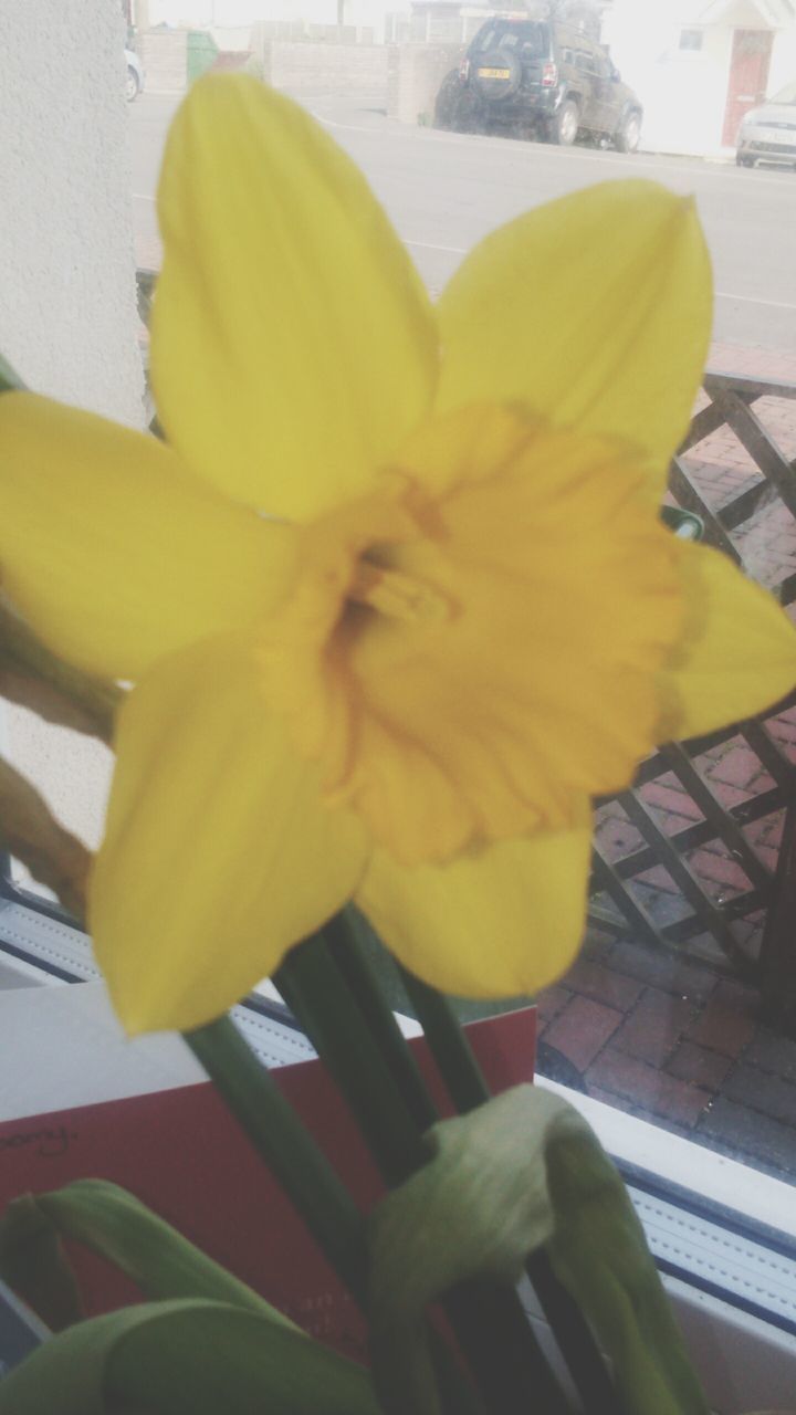 flower, petal, yellow, flower head, freshness, fragility, indoors, close-up, single flower, beauty in nature, high angle view, nature, growth, plant, pollen, blooming, day, no people, stamen, table