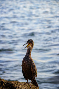 Close-up of bird perching on a lake