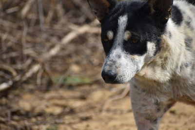 Close-up of dog looking away