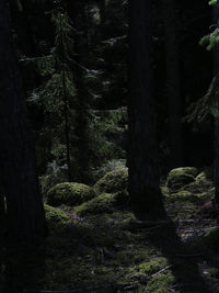 Trees in forest