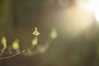 Small blooming leaf on new-grown branch with sun just out of the frame in the upper right corner.