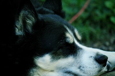 Close-up of dog looking away