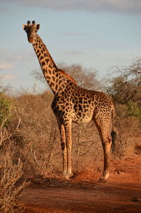 Giraffe standing on field