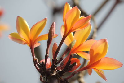 Close-up of flowers blooming outdoors