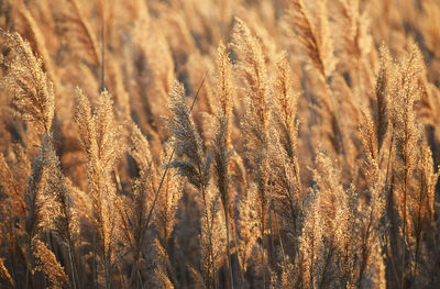 Full frame shot of plants