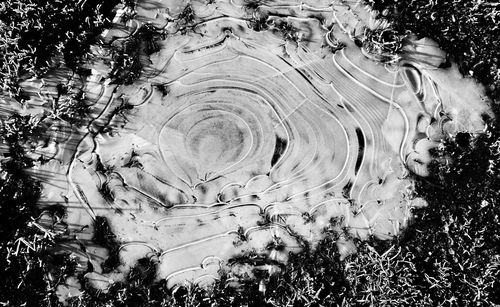 Reflection of trees in water