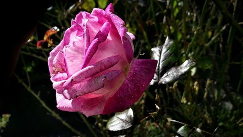 Close-up of pink rose blooming outdoors
