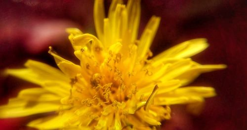 Close-up of yellow flowering plant