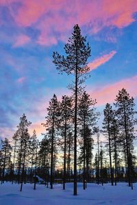 Bare trees against cloudy sky at sunset