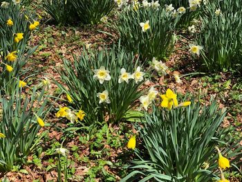 Close-up of yellow flowering plant on field