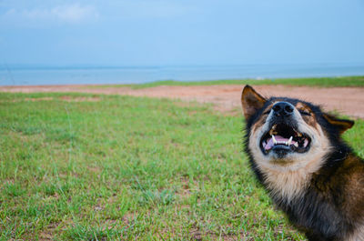 View of a dog on field