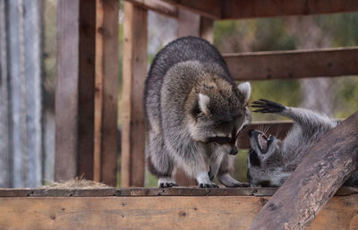 Playing raccoon praccoonpair on a porch in southern florida