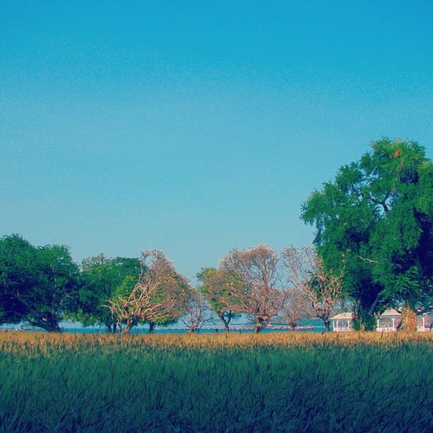 clear sky, copy space, tree, field, blue, grass, landscape, tranquility, tranquil scene, growth, beauty in nature, nature, scenics, rural scene, grassy, green color, plant, day, outdoors, building exterior