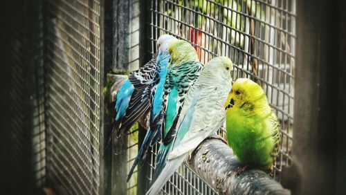 Close-up of parrot perching in cage