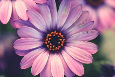 Close-up of pink flower