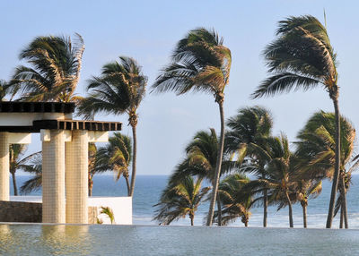 Palm trees on beach against clear sky