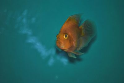 Close-up of fish swimming in aquarium