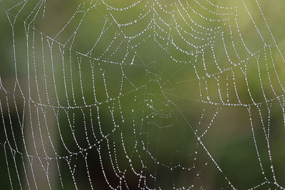 Close-up of wet spider web