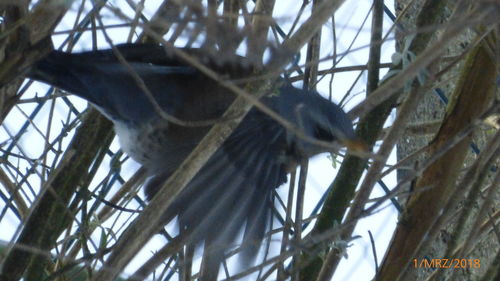 Low angle view of bird perching on tree