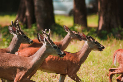 Deer in a forest