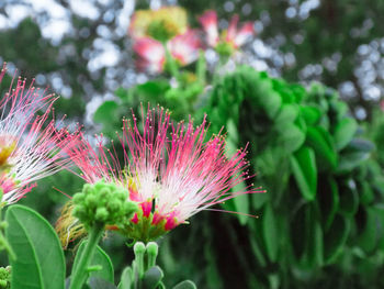 Close-up of pink flowers