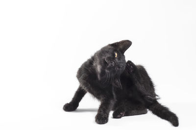 Black cat looking away over white background