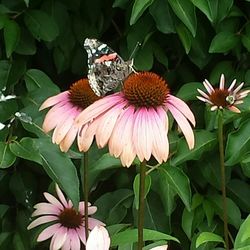 Close-up of coneflowers blooming on plant