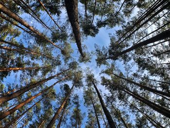 Low angle view of bamboo trees