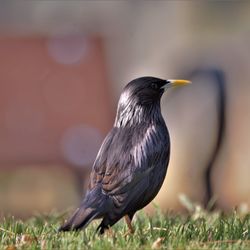 Close-up of bird perching on grass