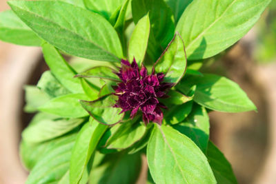 Close-up of pink flower