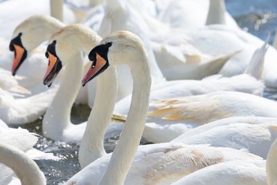 Close-up of swans swimming in lake