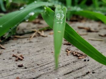 Close-up of water drops on plant