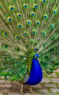 Close-up of peacock