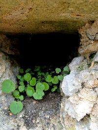 High angle view of plants growing on rocks