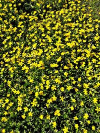 High angle view of yellow flowering plants on field