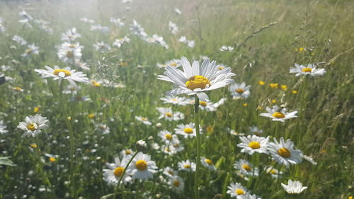 Close-up of white daisy flowers on field
