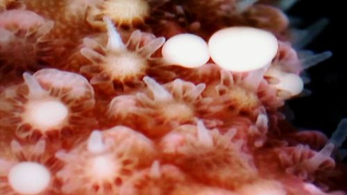 Close-up of coral in sea