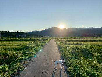 Scenic view of road amidst field against clear sky