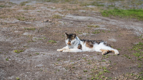 Tabby japanese stray cat nap on outdoor dirt at tara town, saga, kyushu, japan