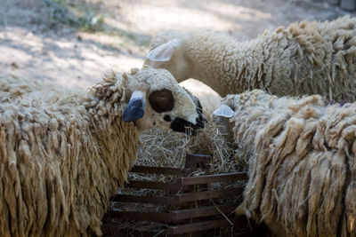 View of sheep in pen