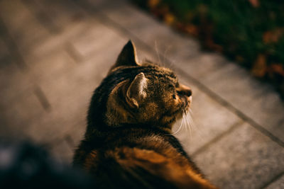 High angle view of a cat looking away