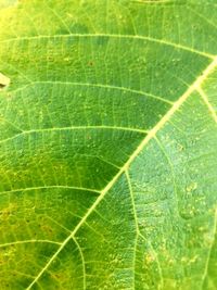 Macro shot of green leaf