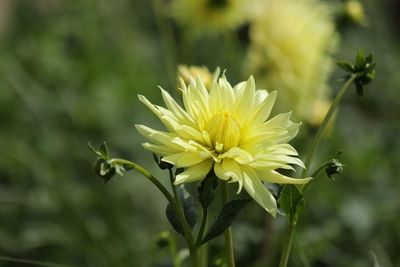 Close-up of yellow flower blooming outdoors