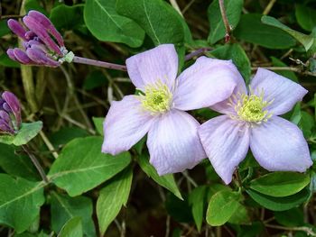 Close-up of purple flowering plants