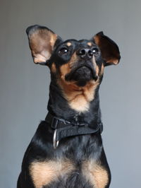 Close-up portrait of dog against white background