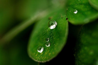 Close-up of water drops on leaf