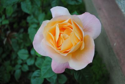 Close-up of rose flower